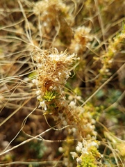 Cuscuta salina