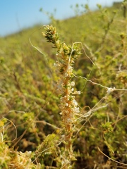 Cuscuta salina