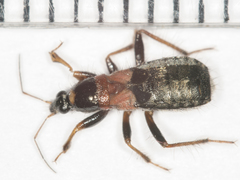 Prostemma albimacula