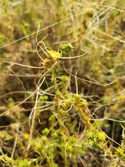 Cuscuta salina