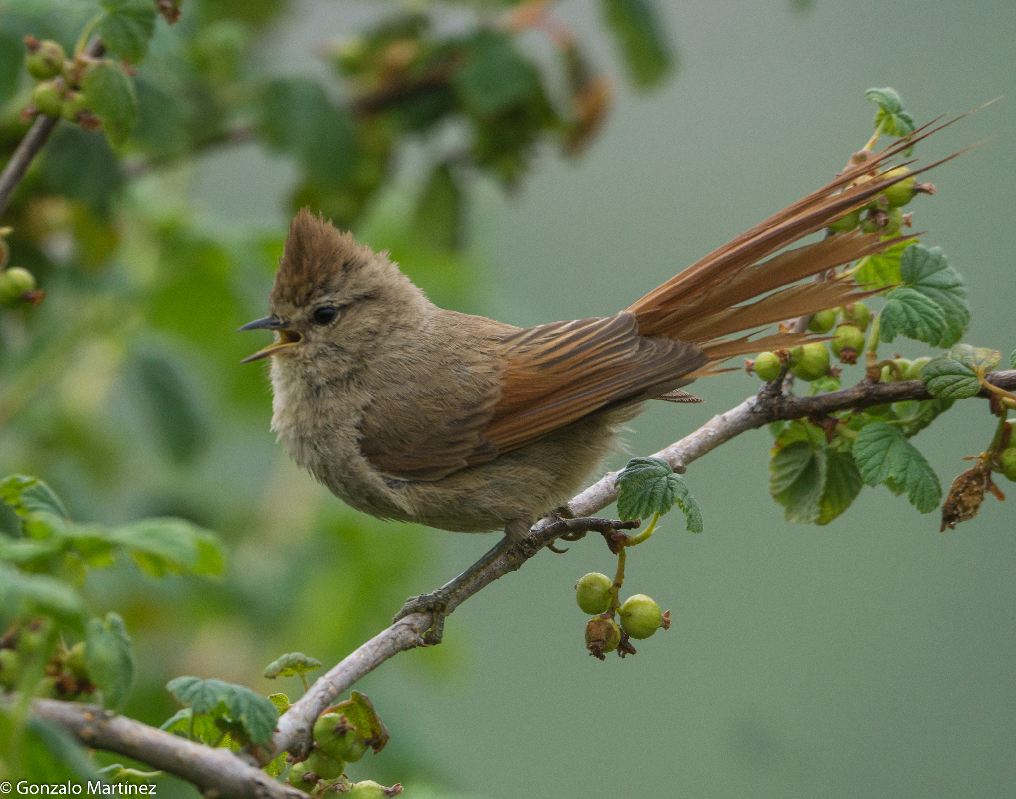 Brown-capped Tit-Spinetail (Leptasthenura fuliginiceps), photo 5