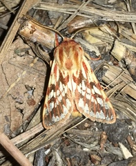 Lophocampa roseata
