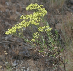 Eriogonum microtheca microtheca