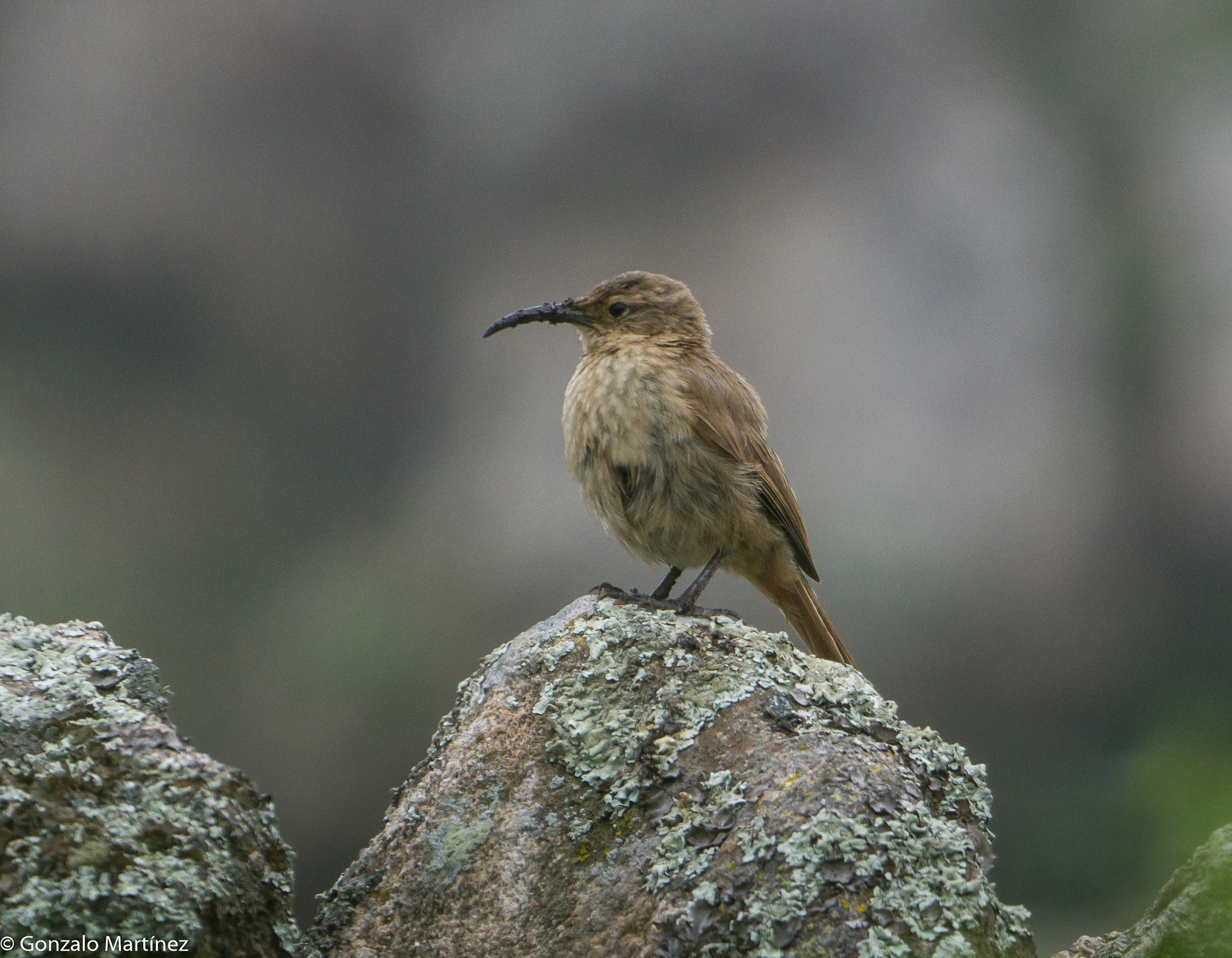 Buff-breasted Earthcreeper (Upucerthia validirostris), photo 5