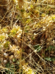 Cuscuta salina