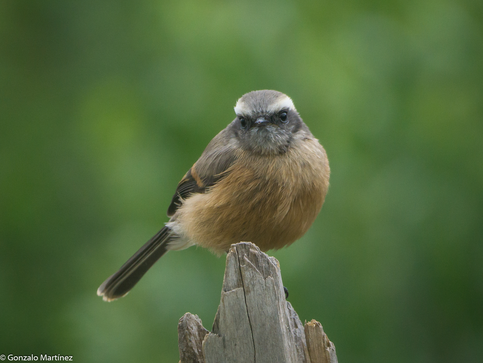 D'Orbigny's Chat-Tyrant (Ochthoeca oenanthoides), photo 6