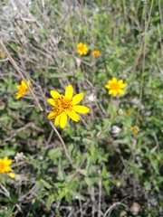 Wedelia acapulcensis