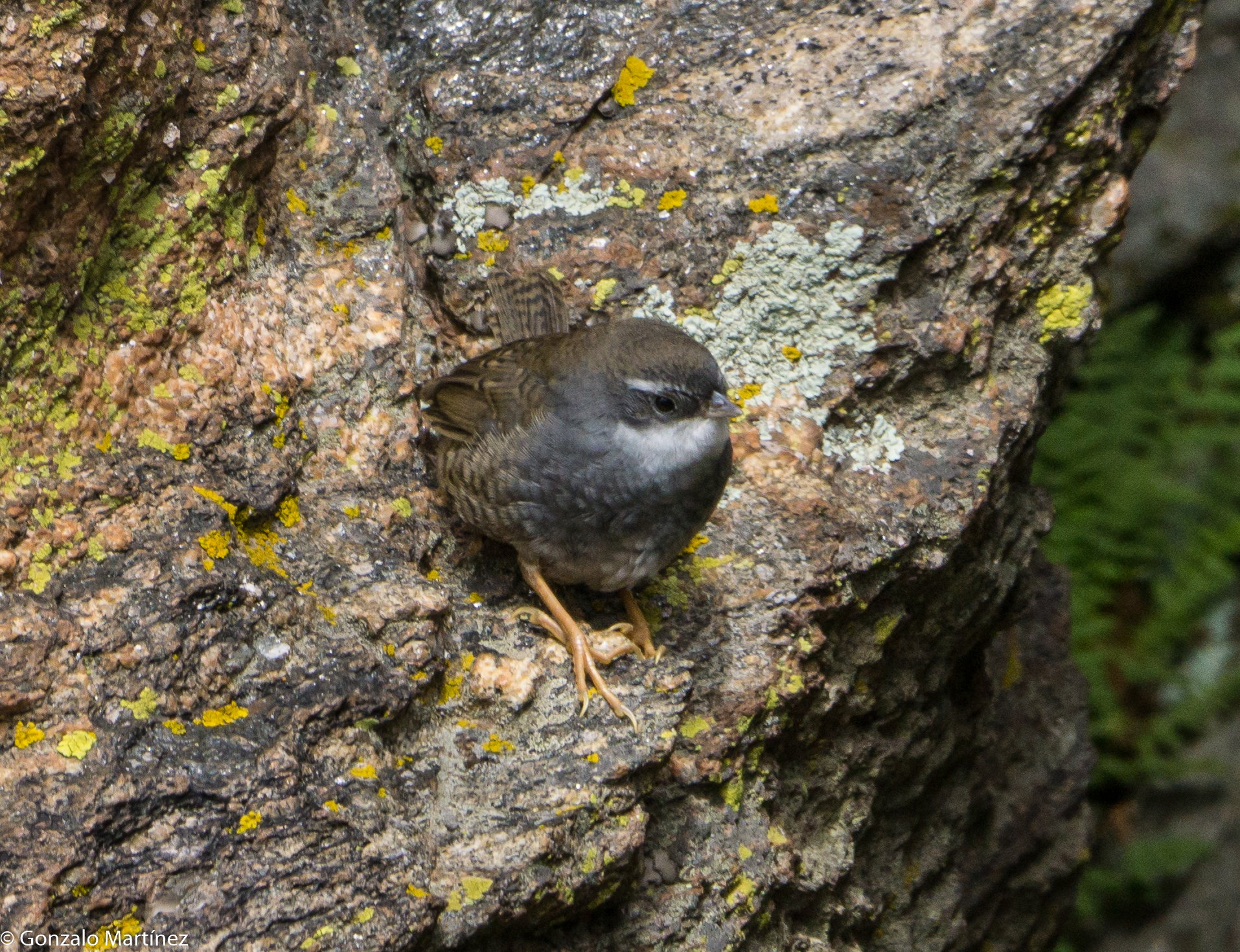 White-browed Tapaculo (Scytalopus superciliaris), photo 2