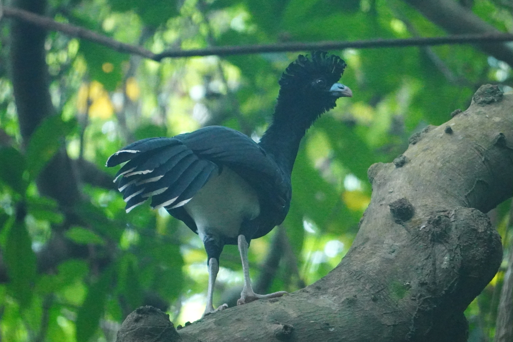 Blue-billed Curassow (Crax alberti), photo 1