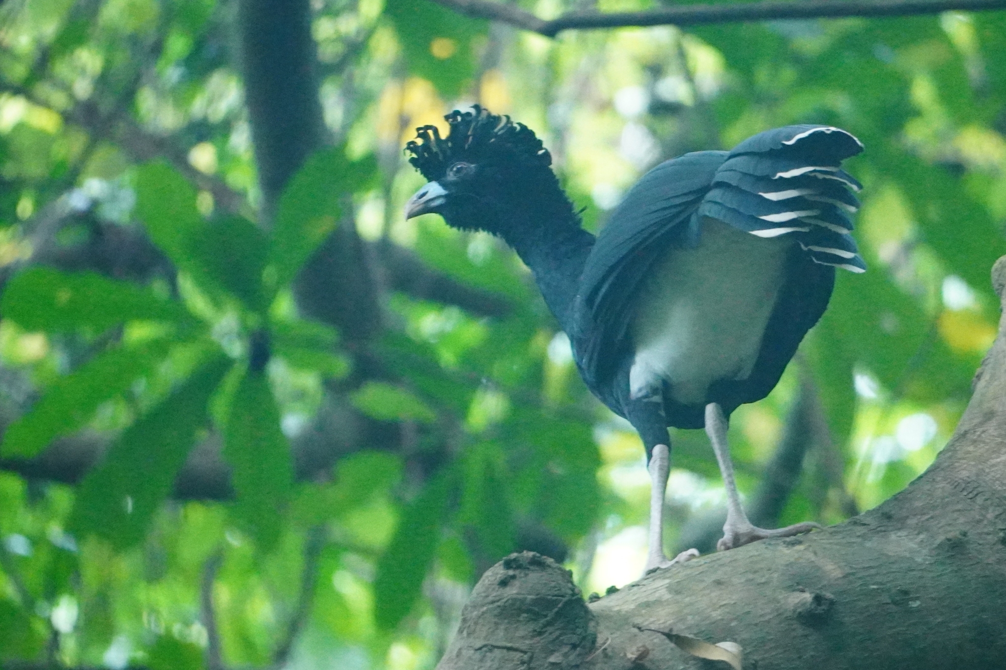 Blue-billed Curassow (Crax alberti), photo 2