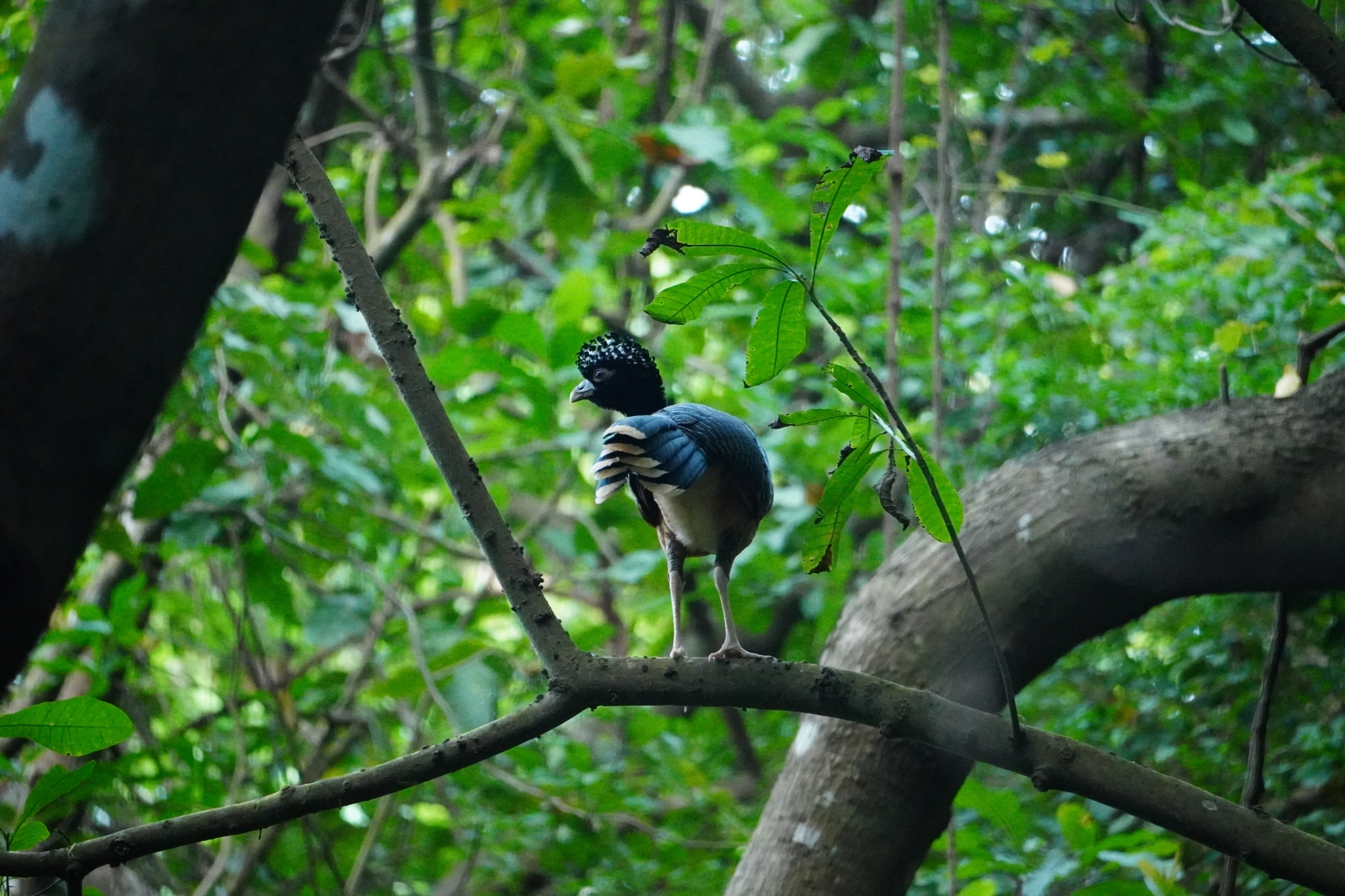 Blue-billed Curassow (Crax alberti), photo 3