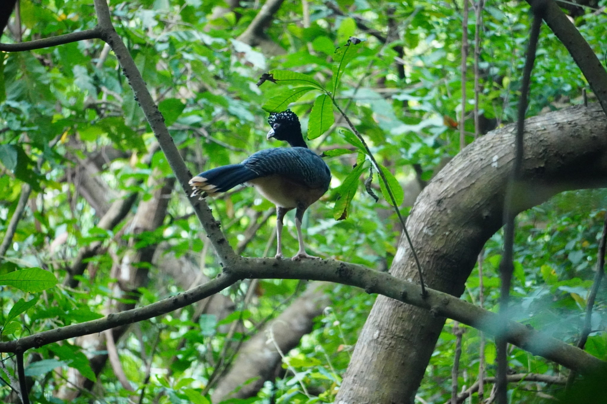 Blue-billed Curassow (Crax alberti), photo 4