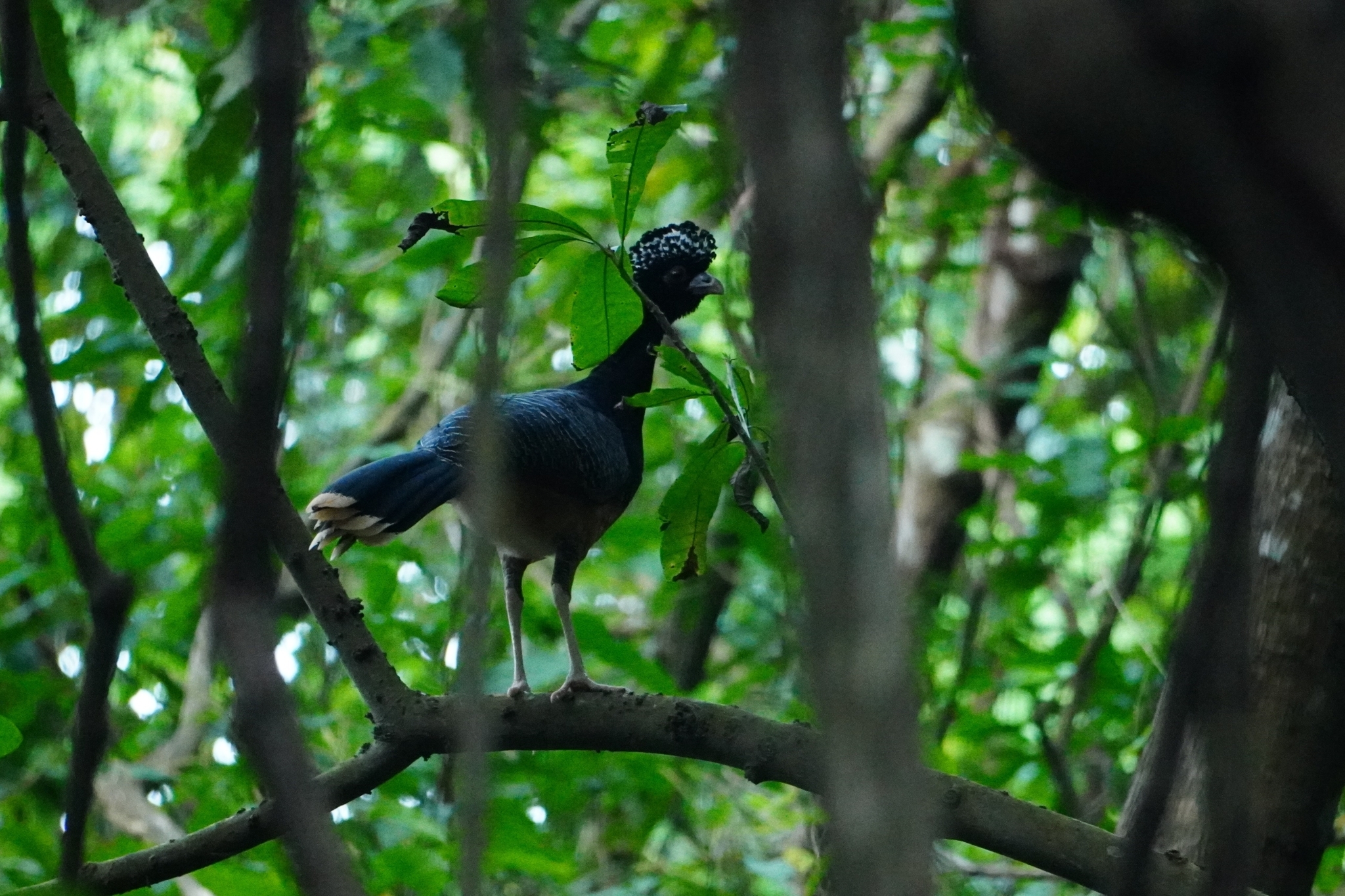 Blue-billed Curassow (Crax alberti), photo 5