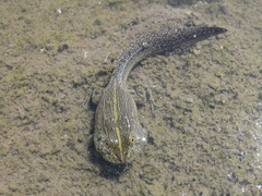 Pyxicephalus adspersus