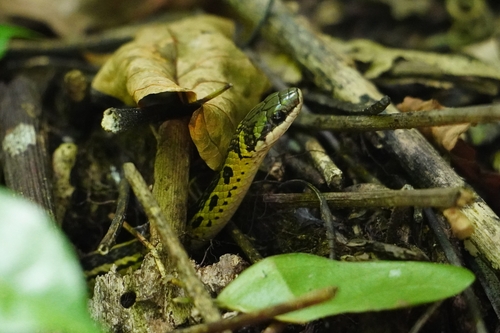 Black-backed Snake