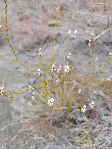Galápagos milkwort (Senega galapageia)