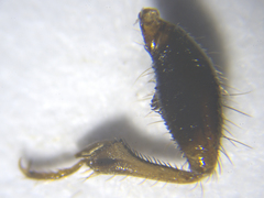 Prostemma albimacula
