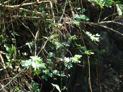 Machaerium biovulatum observed 2025-01-19