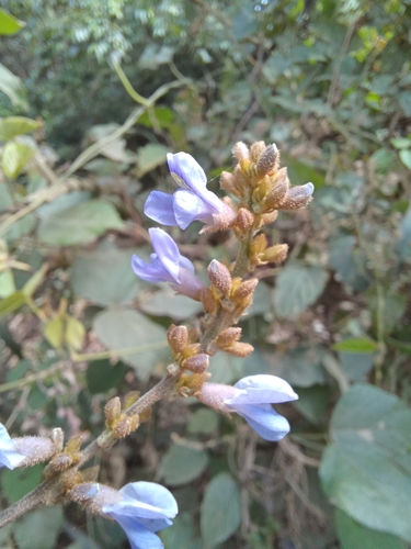 Image of Calopogonium caeruleum by no rights reserved