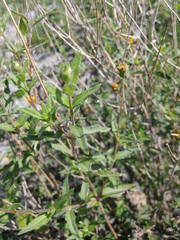 Wedelia acapulcensis