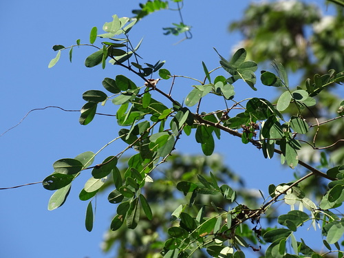 Machaerium biovulatum observed 2025-01-19