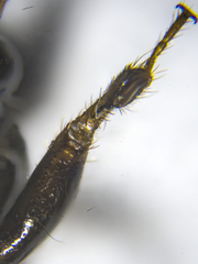 Prostemma albimacula