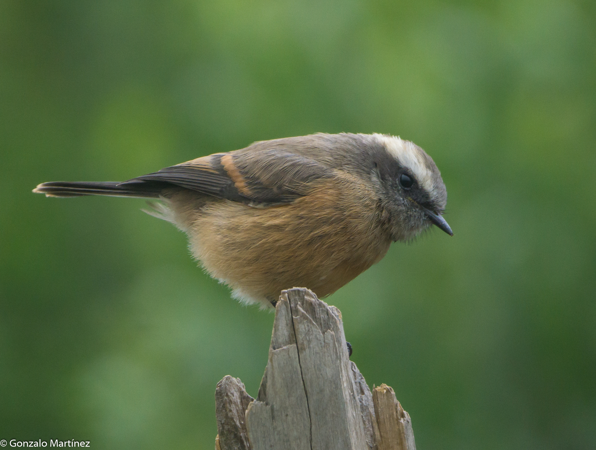 D'Orbigny's Chat-Tyrant (Ochthoeca oenanthoides), photo 7