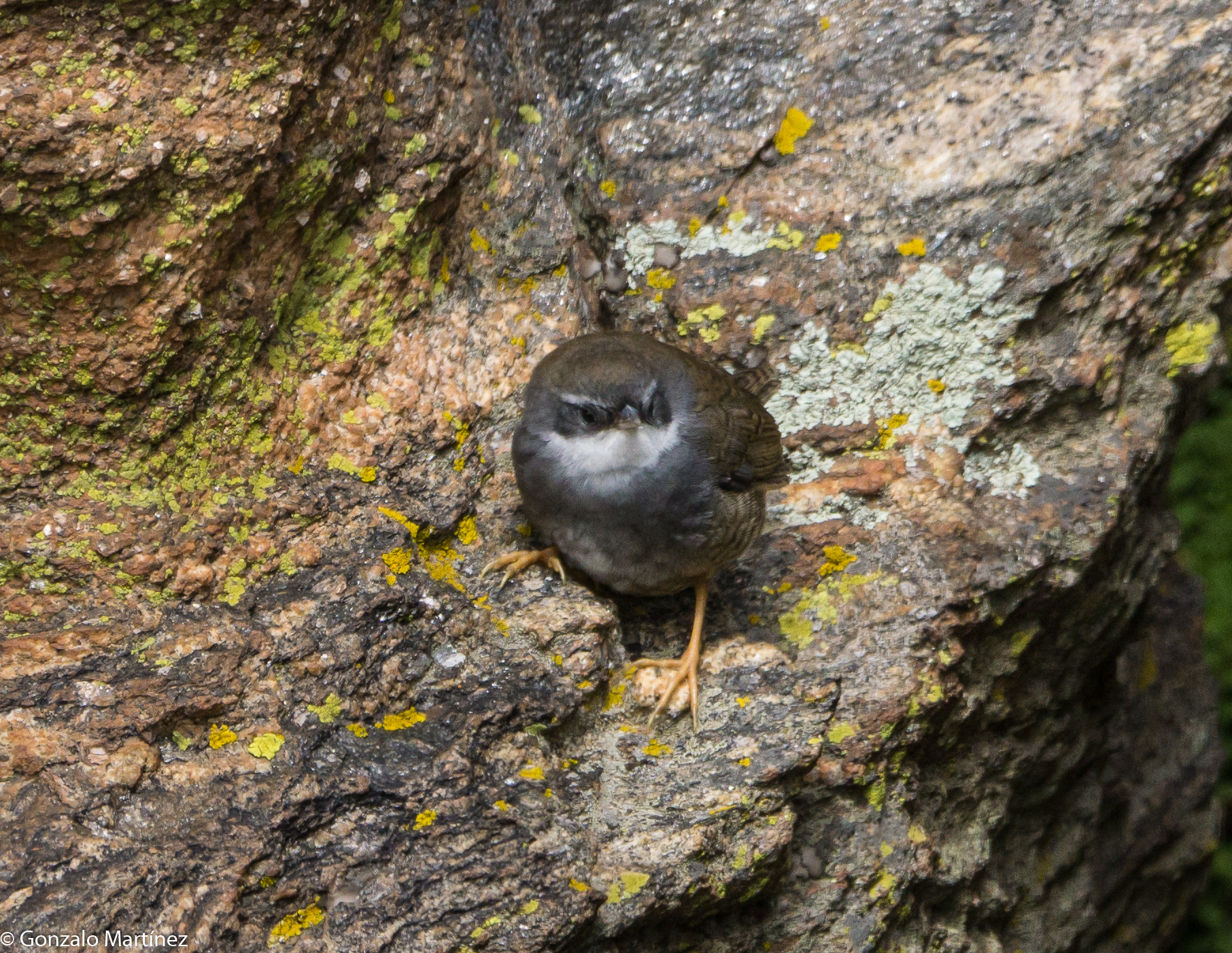 White-browed Tapaculo (Scytalopus superciliaris), photo 3