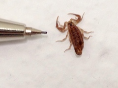 Centruroides sculpturatus