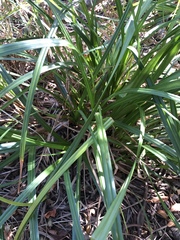 Carex spicatopaniculata