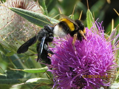 Bombus terrestris lusitanicus