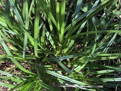 Carex spicatopaniculata