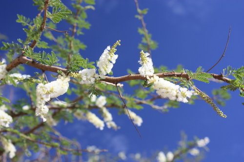 Gum Acacia