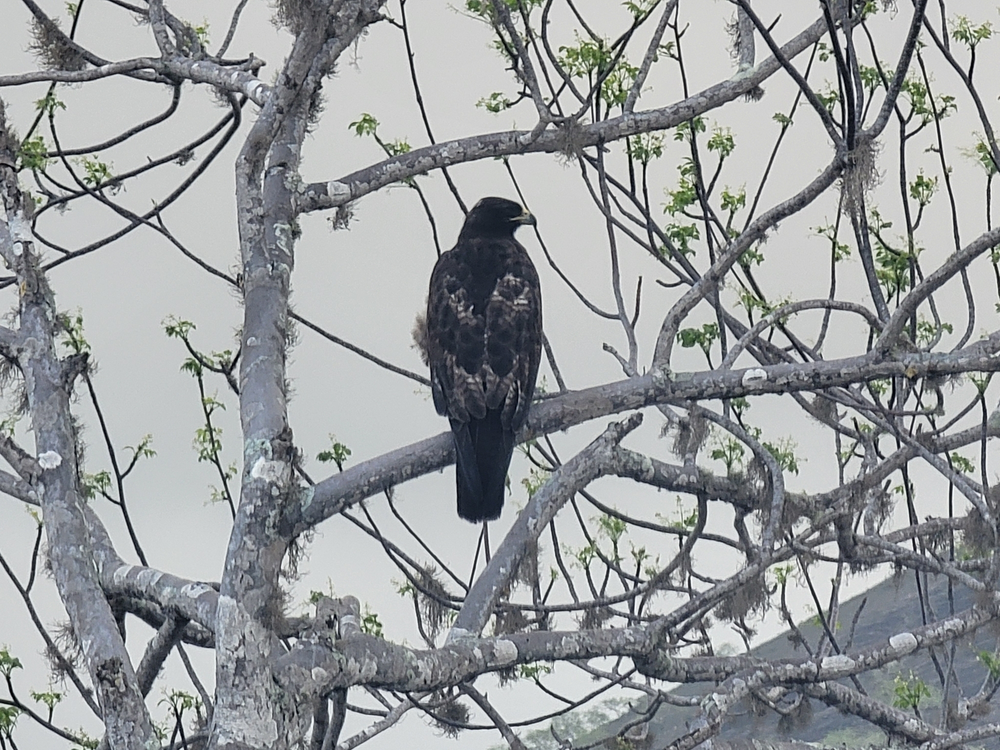 Galapagos Hawk (Buteo galapagoensis), photo 9