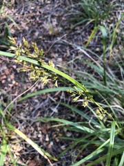 Carex spicatopaniculata