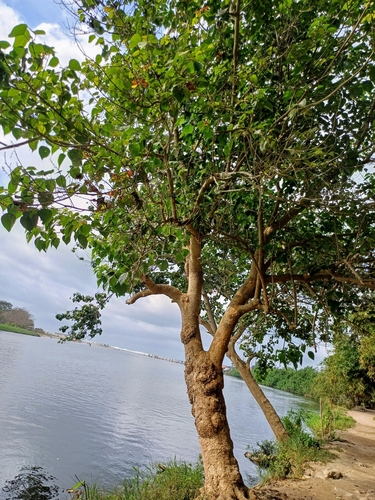 Image of Gmelina arborea by no rights reserved