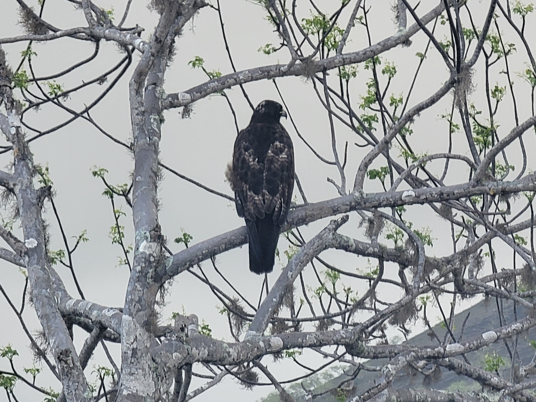 Galapagos Hawk (Buteo galapagoensis), photo 10