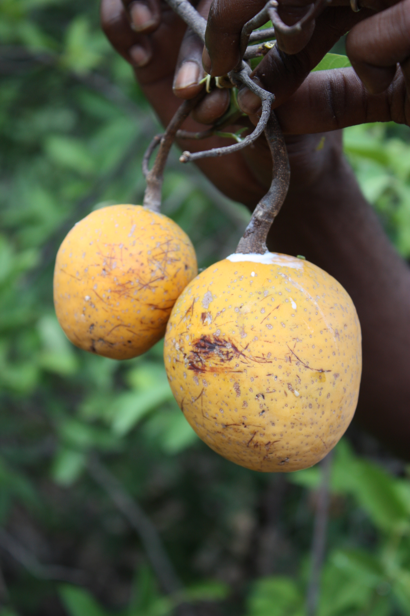 Saba senegalensis