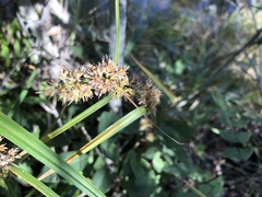 Carex spicatopaniculata