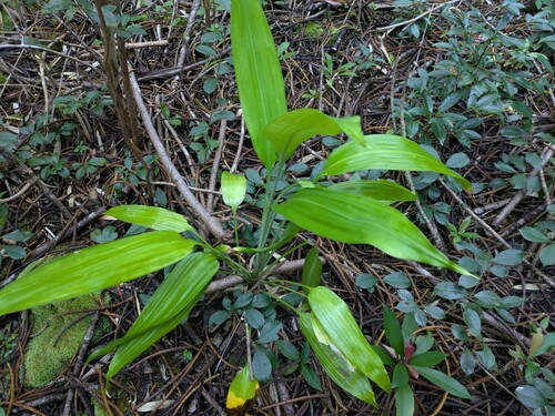 Foto de Dracena