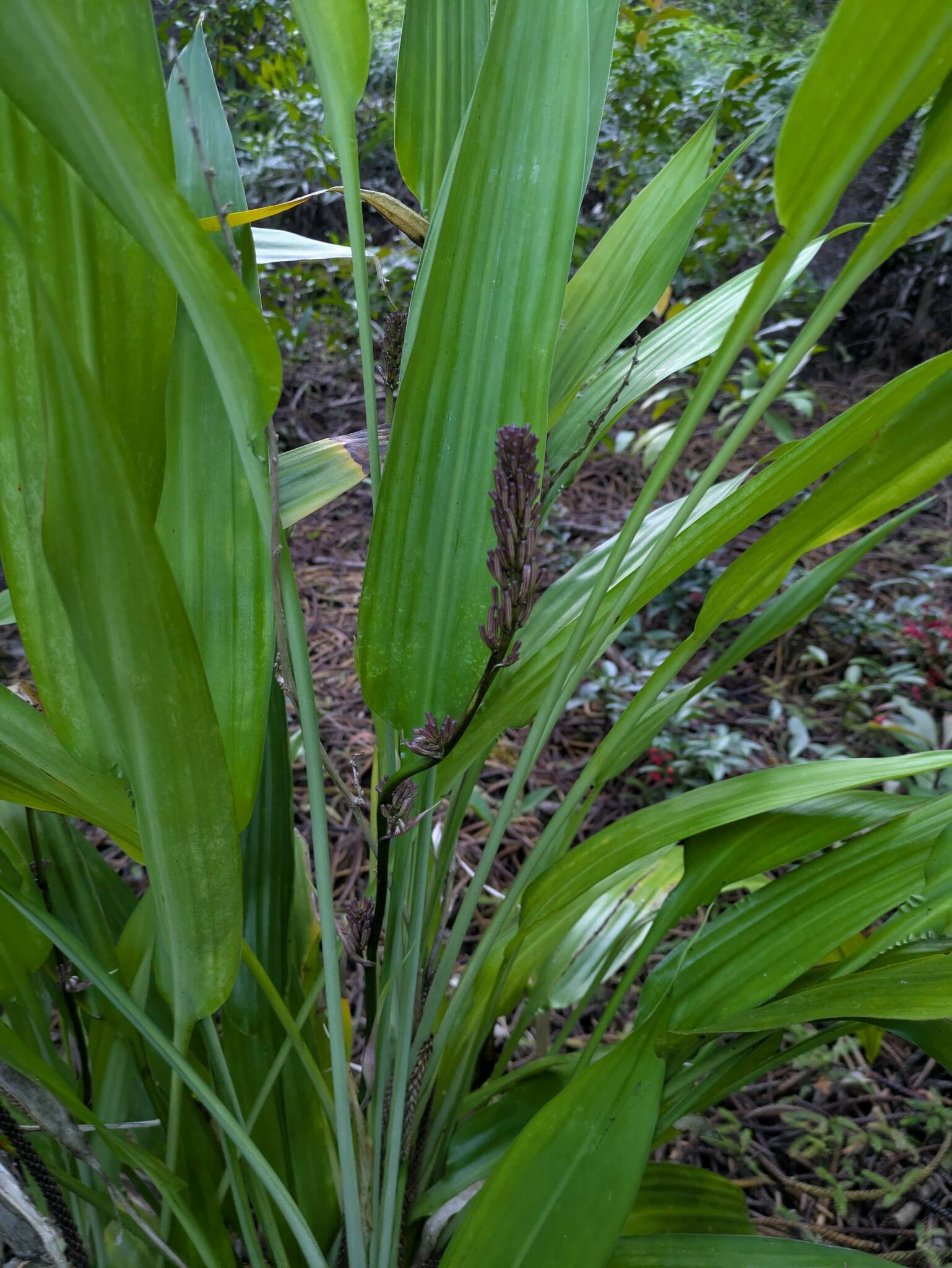Imagem de Dracena