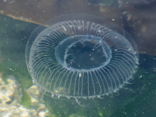 Victoria's Crystal Jelly, photo 5 of 9