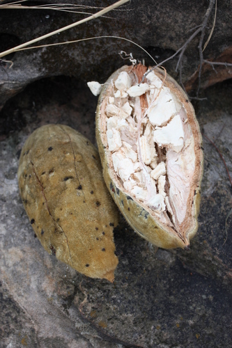 African baobab