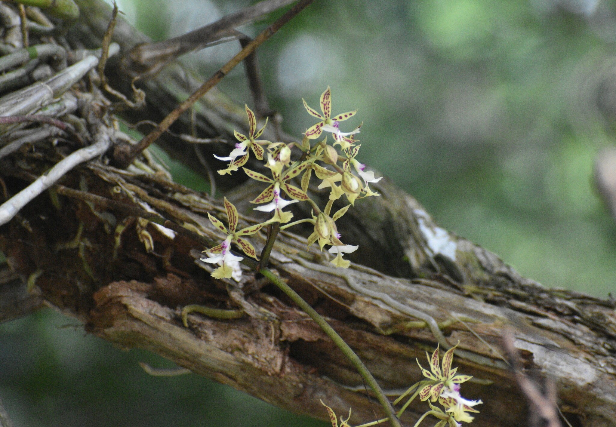 Imagem de Orquídea-bambu