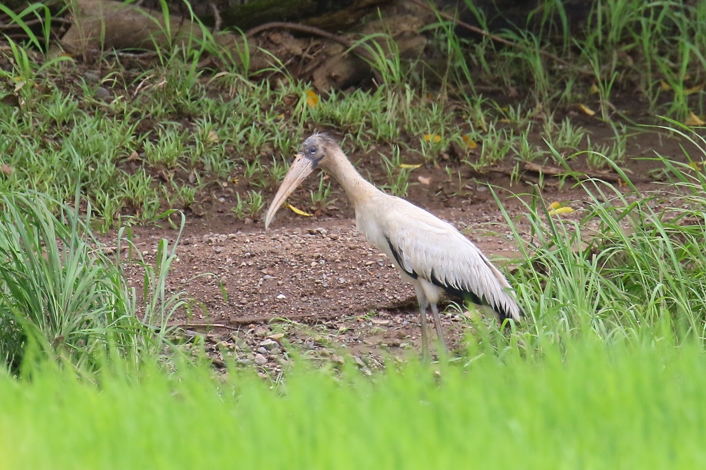 Stork Rica Wood Stork from Parrita, Puntarenas, Costa Rica on July 23, 2019 at 01: ...