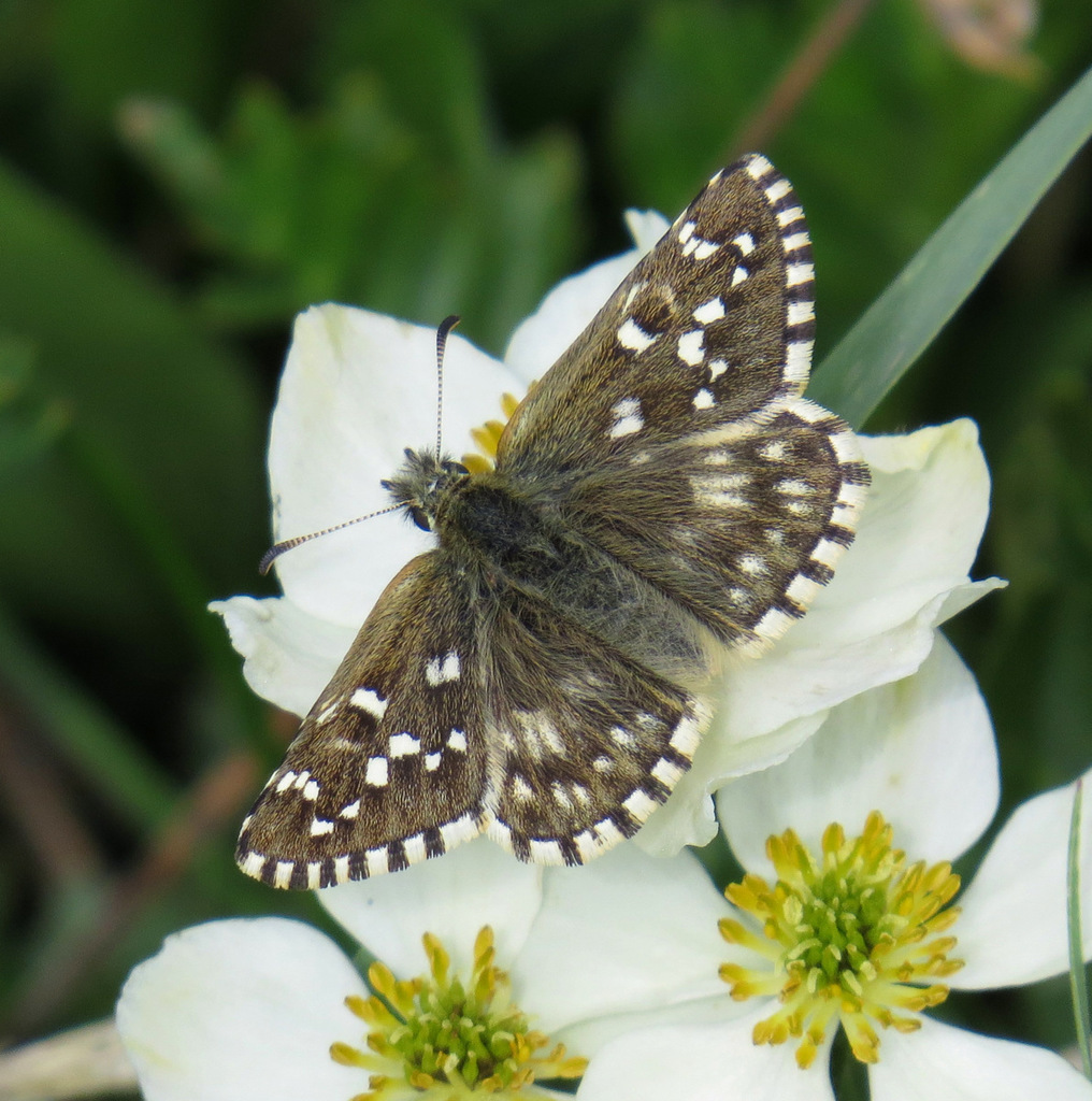 Northern Grizzled Skipper