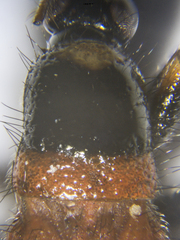 Prostemma albimacula