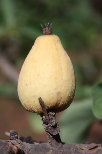 Gardenia erubescens