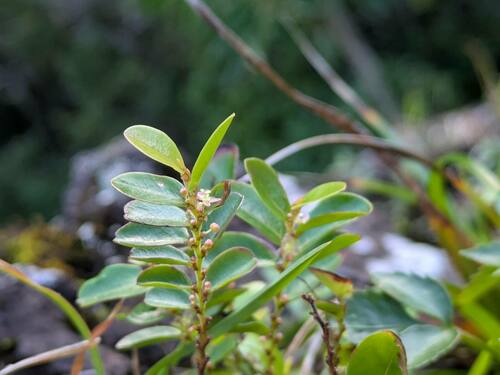 Phyllanthus distichus observed 2025-01-16