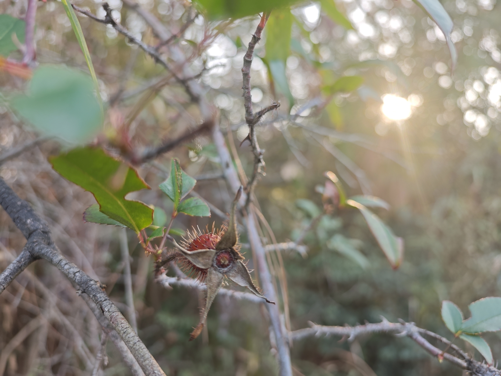 Imagem de Rosa-do-campo